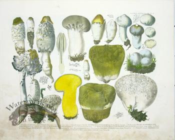Mushroom Atlas 13